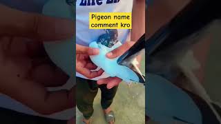 flying pigeon🔥🔥trending pigeonlover ytshorts [upl. by Nuavahs]