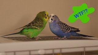 Crazy Talking Parakeets Play Atop The Cage [upl. by Ainorev]