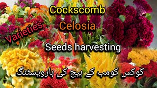 cockscomb celosia harvesting seeds celosia varieties care Bloom with SI [upl. by Nalek]