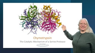 Chymotrypsin the catalytic mechanism of a serine protease [upl. by Yekcim]