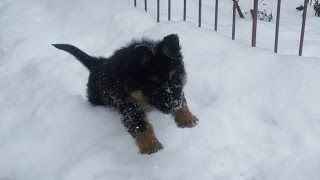 Maggie  7 weeks old Bohemian Shepherd puppy in snow [upl. by Ingamar]