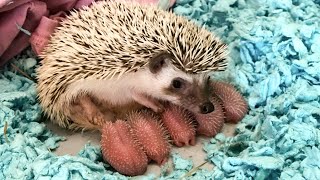 Mommy Hedgehog Giving Birth To Five Cute Babies [upl. by Dlanger]