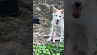 Eskimo dog  its very alert pets eskimo [upl. by Clemen]