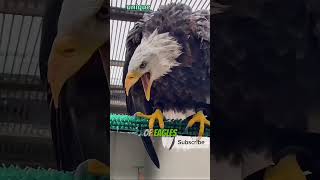 Why eagles and falcons eyes are covered🙀🙀 [upl. by Yared]