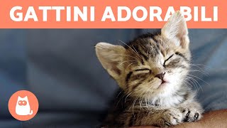 Video di GATTINI TENERISSIMI 😻  COMPILATION gattini teneri ❤️ [upl. by Marquet730]