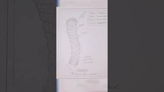 draw euplectella drawing stepbysteptutorialytshorts shorts shortyoutube youtubeshortsdiy [upl. by Anairotciv]