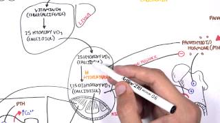 Endocrinology  Calcium and Phosphate Regulation [upl. by Josephson]