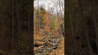 Hamilton Grindstone Creek along Bruce Trail brucetrail fallcolors hamilton [upl. by Maharva]