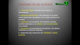 LOS GLUCIDOS carbohidratos hidratos de carbono o sacáridos Tipos y Funciones Mistercinco [upl. by Oinotnas]