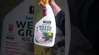 weed and grass killer organic test [upl. by Jeffry]