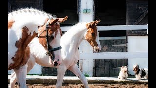 Coloured Dressage Colt  Sold [upl. by Naji]