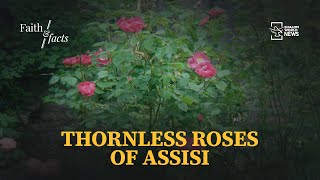 Thornless Roses of Assisi  Faith amp Facts [upl. by Elohc659]