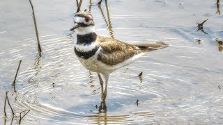 Killdeer Feeding In Wetlands [upl. by Emelina]