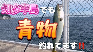 豊浜漁港でウキ釣り！青物も釣れました。20240727 [upl. by Tami81]