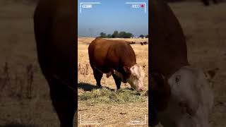 🔴 HEREFORD Cattle Farm ✅ [upl. by Narf]