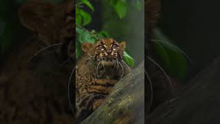 Rare Marbled Cat Caught on Camera shorts animals cats cat wildcat raremarbled marbledcat [upl. by Repotsirhc]