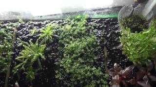 How to propagate Alternanthera reineckii Mini both immersed and submersed [upl. by Nitsu]