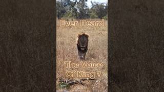 Sound Of The King  Lion Roar  Wild [upl. by Nytsirhc]