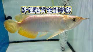 秒懂過背金龍等級 Malayan Bonytongue Scleropages formosus Golden arowana 龍魚 [upl. by Urd419]