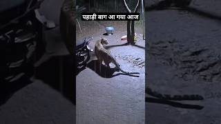 Ghar M Aaya Pahadi Tiger  Bahut Khatarnaak Bagh  Kutta Le Gya  Pahadi Hills [upl. by Harlene]