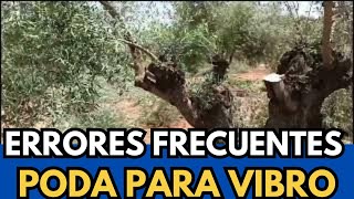 🟥 Errores Frecuentes en la Poda de Olivo para Vibro [upl. by Mirna]