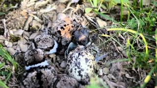 Killdeer birds hatching [upl. by Eram]