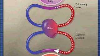 Gas Exchange During Respiration [upl. by Laughry127]