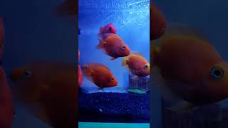 Vibrant Vibes The Colorful World of Parrot Cichlids  cichlid parrotfish fishvideo ahmedabad [upl. by Ardisj]