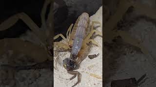 Androctonus Australis  Fat Tail Scorpion vs Wolf Spider [upl. by Victorine391]