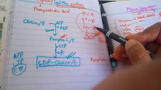 PHOSPHOLIPID SYNTHESIS made easy part 3lecithin and cephalin synthesis [upl. by Steel]