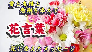 【薀蓄動画】mrchildrenの花言葉のように 愛と友情と感謝を添えて 花に添えたメッセージ [upl. by Normy]