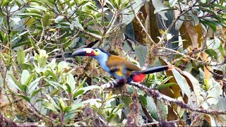 Platebilled Mountaintoucan in Ecuador [upl. by Atrim]