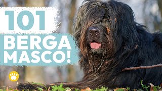 The Bergamasco Sheepdog 101 Cane da Pastore Bergamasco [upl. by Loraine936]