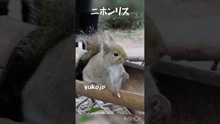 ニホンリスはめちゃんこ可愛い berry cute Japanese squirrel ニホンリス squirrel リス 栗鼠 松鼠 [upl. by Anasiul]