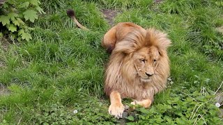 Angolan lions enjoy life [upl. by Reuven]