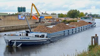 De SUIKERBIETEN worden met passen en meten aangevoerd voor de SUIKERFABRIEK in HOOGKERK [upl. by Yrrag827]