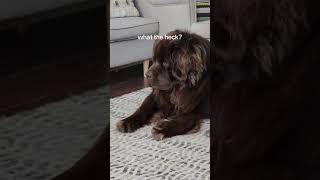 Newfoundland dog and kitten are the best of friends [upl. by Akenahc]