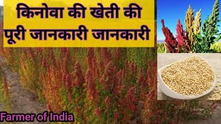 किनोवा की खेती कैसे करें  How to Grow Quinoa  Chenopodium Quinoa  Quinoa Farming [upl. by Valente]