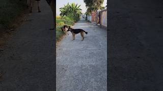 German shepherd youtube doglover funnyvideos pets subscribe shortvideo [upl. by Milks]