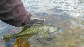 Bank Fishing Spring Bass in Skinny Water [upl. by Maxia281]