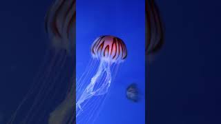 How Jellyfish Sting Works [upl. by Shelbi]