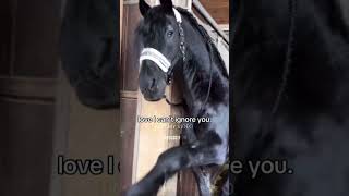 Friesians 😍💗 horse fresian fypシ゚viral equestrian horses [upl. by Willabella253]