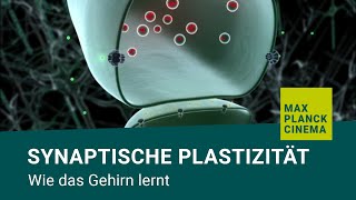 Synaptische Plastizität  wie das Gehirn lernt [upl. by Doria]