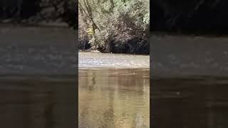 Deer crossing Tallapoosa River [upl. by Axel]