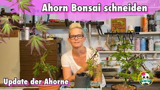 Ahorn Bonsai schneiden  Update der Ahorne  Bonsai selber ziehen [upl. by Leftwich]