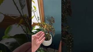 Begonia Maculata Care in 3 Steps [upl. by Nwahc]