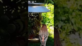 Nuthatch and Male House Finch shorts [upl. by Eirallam958]