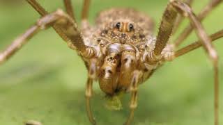 Opiliones harvestman grooming and eating [upl. by Garnette]