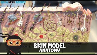 Integumentary System  Skin Model Anatomy [upl. by Erbe]