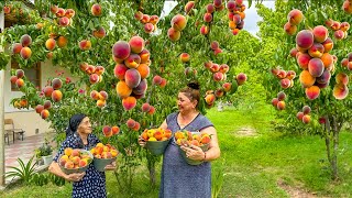 Harvesting Peach Cornelian Cherry Plum Making Juice and Pickle [upl. by Nyloj]